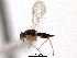  ( - CNCHYM 10014)  @11 [ ] CreativeCommons - Attribution (2012) CNC/CBG Photography Group Centre for Biodiversity Genomics