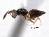 ( - CNCHYM 10029)  @11 [ ] CreativeCommons - Attribution (2012) CNC/CBG Photography Group Centre for Biodiversity Genomics