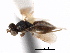  ( - CNCHYM 10030)  @11 [ ] CreativeCommons - Attribution (2012) CNC/CBG Photography Group Centre for Biodiversity Genomics