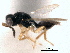  ( - CNCHYM 10036)  @11 [ ] CreativeCommons - Attribution (2012) CNC/CBG Photography Group Centre for Biodiversity Genomics