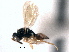  ( - CNCHYM 10037)  @11 [ ] CreativeCommons - Attribution (2012) CNC/CBG Photography Group Centre for Biodiversity Genomics