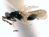  ( - CNCHYM 10040)  @11 [ ] CreativeCommons - Attribution (2012) CNC/CBG Photography Group Centre for Biodiversity Genomics