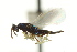  ( - CNCHYM 10061)  @11 [ ] CreativeCommons - Attribution (2012) CNC/CBG Photography Group Centre for Biodiversity Genomics