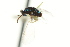  ( - CNCHYM 10063)  @11 [ ] CreativeCommons - Attribution (2012) CNC/CBG Photography Group Centre for Biodiversity Genomics