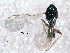  ( - CNCHYM 10064)  @11 [ ] CreativeCommons - Attribution (2012) CNC/CBG Photography Group Centre for Biodiversity Genomics