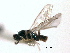  ( - CNCHYM 10065)  @11 [ ] CreativeCommons - Attribution (2012) CNC/CBG Photography Group Centre for Biodiversity Genomics