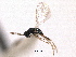  ( - CNCHYM 10066)  @11 [ ] CreativeCommons - Attribution (2012) CNC/CBG Photography Group Centre for Biodiversity Genomics