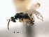  ( - CNCHYM 10067)  @11 [ ] CreativeCommons - Attribution (2012) CNC/CBG Photography Group Centre for Biodiversity Genomics