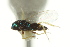  ( - CNCHYM 10071)  @11 [ ] CreativeCommons - Attribution (2012) CNC/CBG Photography Group Centre for Biodiversity Genomics