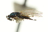  ( - CNCHYM 10073)  @11 [ ] CreativeCommons - Attribution (2012) CNC/CBG Photography Group Centre for Biodiversity Genomics