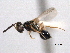  ( - CNCHYM 012115)  @11 [ ] CreativeCommons - Attribution (2012) CNC/CBG Photography Group Centre for Biodiversity Genomics