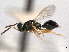  ( - CNCHYM 012116)  @11 [ ] CreativeCommons - Attribution (2012) CNC/CBG Photography Group Centre for Biodiversity Genomics