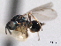  ( - CNCHYM 012118)  @11 [ ] CreativeCommons - Attribution (2012) CNC/CBG Photography Group Centre for Biodiversity Genomics