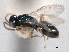  ( - CNCHYM 012119)  @11 [ ] CreativeCommons - Attribution (2012) CNC/CBG Photography Group Centre for Biodiversity Genomics