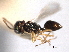  ( - CNCHYM 012122)  @11 [ ] CreativeCommons - Attribution (2012) CNC/CBG Photography Group Centre for Biodiversity Genomics