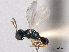  ( - CNCHYM 012126)  @11 [ ] CreativeCommons - Attribution (2012) CNC/CBG Photography Group Centre for Biodiversity Genomics