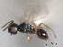  ( - CNCHYM 012127)  @11 [ ] CreativeCommons - Attribution (2012) CNC/CBG Photography Group Centre for Biodiversity Genomics