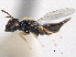  ( - CNCHYM 012135)  @11 [ ] CreativeCommons - Attribution (2012) CNC/CBG Photography Group Centre for Biodiversity Genomics