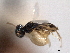  ( - CNCHYM 012136)  @11 [ ] CreativeCommons - Attribution (2012) CNC/CBG Photography Group Centre for Biodiversity Genomics