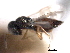  (Dibrachys confusus - CNCHYM 012143)  @11 [ ] CreativeCommons - Attribution (2012) CNC/CBG Photography Group Centre for Biodiversity Genomics