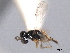  (Dibrachys fuscicornis - CNCHYM 012150)  @11 [ ] CreativeCommons - Attribution (2012) CNC/CBG Photography Group Centre for Biodiversity Genomics