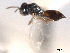  (Dibrachys hians - CNCHYM 012152)  @11 [ ] CreativeCommons - Attribution (2012) CNC/CBG Photography Group Centre for Biodiversity Genomics