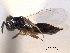  ( - CNCHYM 012153)  @11 [ ] CreativeCommons - Attribution (2012) CNC/CBG Photography Group Centre for Biodiversity Genomics