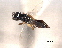  ( - CNCHYM 012154)  @11 [ ] CreativeCommons - Attribution (2012) CNC/CBG Photography Group Centre for Biodiversity Genomics