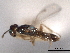  (Dinotiscus dendroctoni - CNCHYM 012188)  @11 [ ] CreativeCommons - Attribution (2012) CNC/CBG Photography Group Centre for Biodiversity Genomics