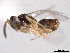  (Endomychobius flavipes - CNCHYM 012200)  @11 [ ] CreativeCommons - Attribution (2012) CNC/CBG Photography Group Centre for Biodiversity Genomics