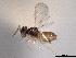  ( - CNCHYM 012201)  @11 [ ] CreativeCommons - Attribution (2012) CNC/CBG Photography Group Centre for Biodiversity Genomics
