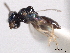  ( - CNCHYM 012202)  @11 [ ] CreativeCommons - Attribution (2012) CNC/CBG Photography Group Centre for Biodiversity Genomics