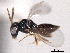  ( - CNCHYM 012204)  @11 [ ] CreativeCommons - Attribution (2012) CNC/CBG Photography Group Centre for Biodiversity Genomics