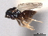  ( - CNCHYM 012205)  @11 [ ] CreativeCommons - Attribution (2012) CNC/CBG Photography Group Centre for Biodiversity Genomics