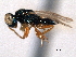  ( - CNCHYM 012213)  @11 [ ] CreativeCommons - Attribution (2012) CNC/CBG Photography Group Centre for Biodiversity Genomics