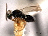  ( - CNCHYM 012214)  @11 [ ] CreativeCommons - Attribution (2012) CNC/CBG Photography Group Centre for Biodiversity Genomics