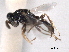  ( - CNCHYM 012219)  @11 [ ] CreativeCommons - Attribution (2012) CNC/CBG Photography Group Centre for Biodiversity Genomics