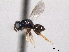  ( - CNCHYM 012220)  @11 [ ] CreativeCommons - Attribution (2012) CNC/CBG Photography Group Centre for Biodiversity Genomics