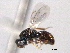  ( - CNCHYM 012222)  @11 [ ] CreativeCommons - Attribution (2012) CNC/CBG Photography Group Centre for Biodiversity Genomics