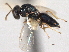  ( - CNCHYM 012230)  @11 [ ] CreativeCommons - Attribution (2012) CNC/CBG Photography Group Centre for Biodiversity Genomics