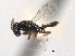  ( - CNCHYM 012231)  @11 [ ] CreativeCommons - Attribution (2012) CNC/CBG Photography Group Centre for Biodiversity Genomics