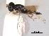  (Homoporus mordellistenae - CNCHYM 012242)  @11 [ ] CreativeCommons - Attribution (2012) CNC/CBG Photography Group Centre for Biodiversity Genomics