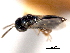  ( - CNCHYM 012271)  @11 [ ] CreativeCommons - Attribution (2012) CNC/CBG Photography Group Centre for Biodiversity Genomics