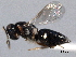  ( - CNCHYM 012273)  @11 [ ] CreativeCommons - Attribution (2012) CNC/CBG Photography Group Centre for Biodiversity Genomics