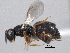  ( - CNCHYM 012274)  @11 [ ] CreativeCommons - Attribution (2012) CNC/CBG Photography Group Centre for Biodiversity Genomics