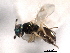  ( - CNCHYM 012287)  @11 [ ] CreativeCommons - Attribution (2012) CNC/CBG Photography Group Centre for Biodiversity Genomics