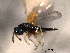 ( - CNCHYM 012288)  @11 [ ] CreativeCommons - Attribution (2012) CNC/CBG Photography Group Centre for Biodiversity Genomics