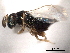 ( - CNCHYM 012289)  @13 [ ] CreativeCommons - Attribution (2012) CNC/CBG Photography Group Centre for Biodiversity Genomics