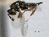  ( - CNCHYM 012292)  @11 [ ] CreativeCommons - Attribution (2012) CNC/CBG Photography Group Centre for Biodiversity Genomics