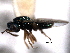  (Mesopolobus finlaysoni - CNCHYM 012293)  @11 [ ] CreativeCommons - Attribution (2012) CNC/CBG Photography Group Centre for Biodiversity Genomics